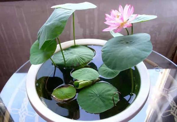 从古至今都爱莲，养成盆景观赏价值高，一颗种子就能活