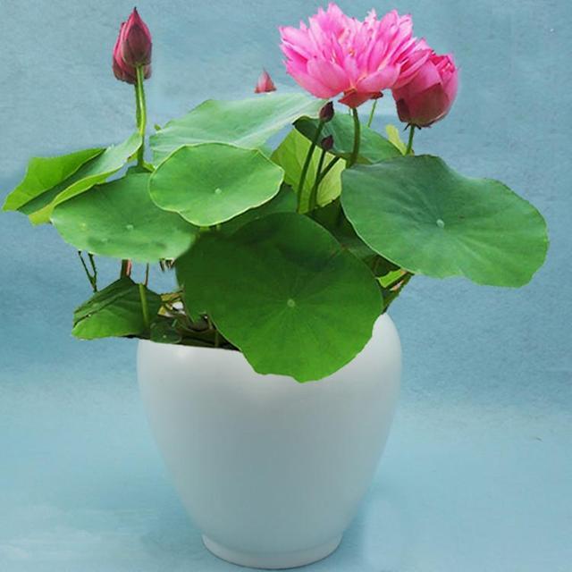 从古至今都爱莲，养成盆景观赏价值高，一颗种子就能活