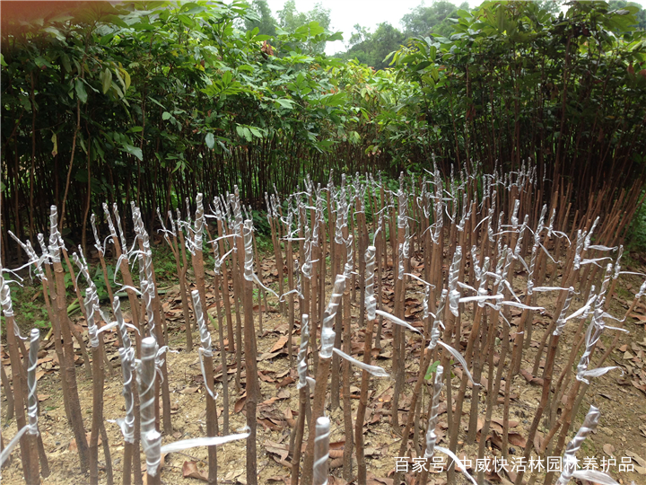 苗木扦插快速生根的6个重要措施