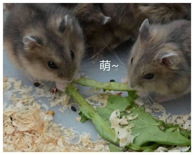 网购宠物买来尴尬：买的是仓鼠，养着养着成了米奇米妮