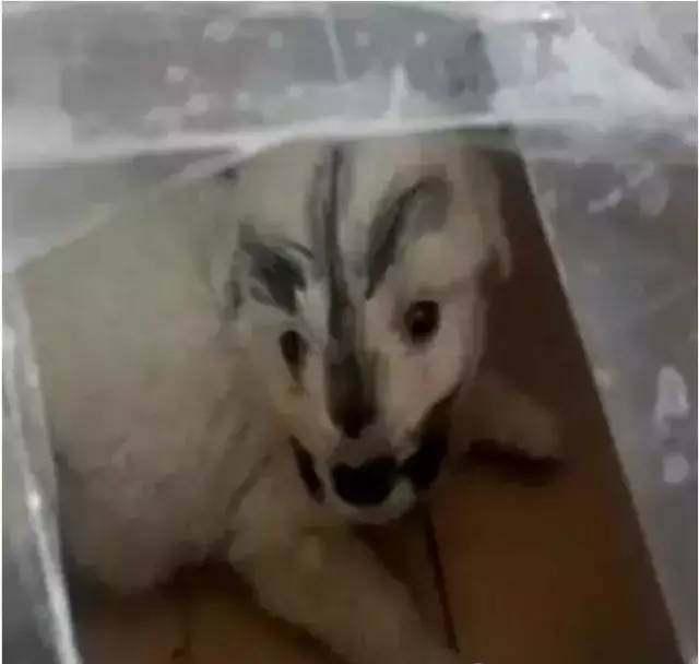 网购了一只狗狗，开箱后直接懵了，决定退货还要给差评
