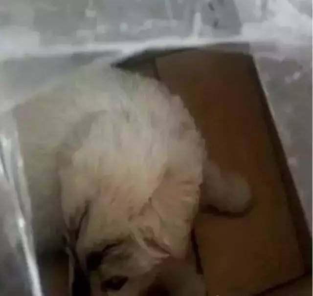 网购了一只狗狗，开箱后直接懵了，决定退货还要给差评