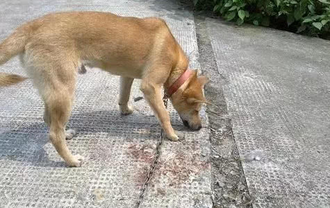 哪种狗最忠诚护主，又不用训练，适合新手饲养？