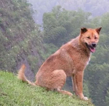 哪种狗最忠诚护主，又不用训练，适合新手饲养？