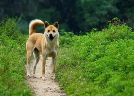 哪种狗最忠诚护主，又不用训练，适合新手饲养？