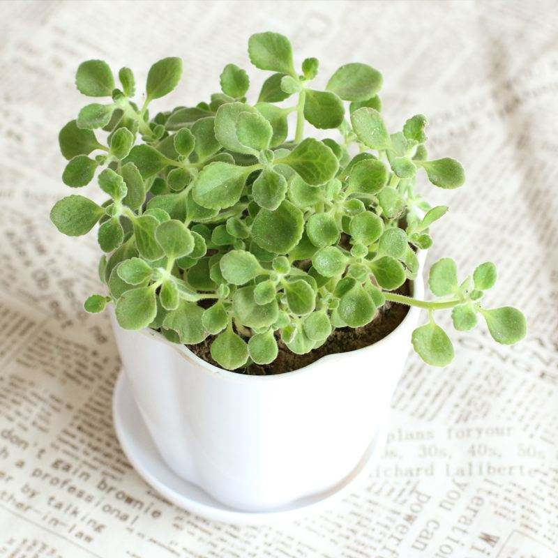 养花新手多肉养不活,看看你在养护中犯了什么错