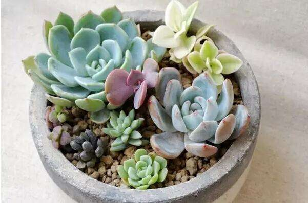 养花新手多肉养不活,看看你在养护中犯了什么错