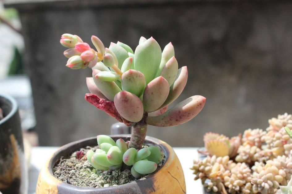 养花新手多肉养不活,看看你在养护中犯了什么错