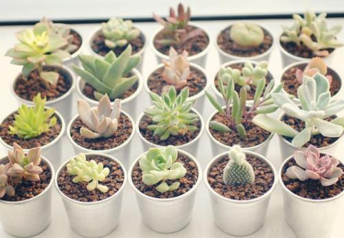 养花新手多肉养不活,看看你在养护中犯了什么错