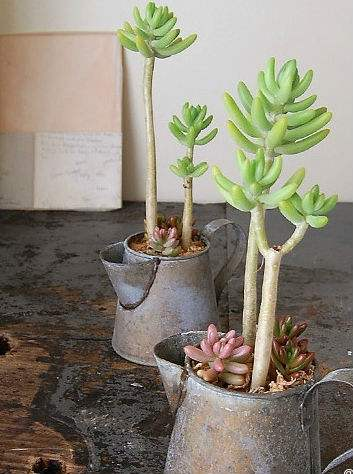 养花新手多肉养不活,看看你在养护中犯了什么错