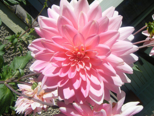 养护大丽花需技巧,注意几点,让你的大丽花轻松爆盆