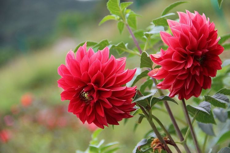 养护大丽花需技巧,注意几点,让你的大丽花轻松爆盆