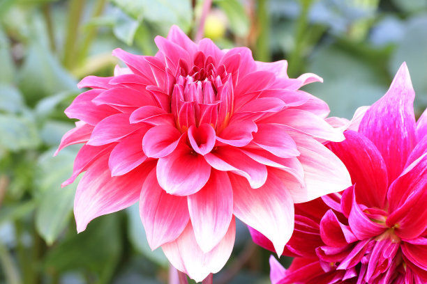 养护大丽花需技巧,注意几点,让你的大丽花轻松爆盆