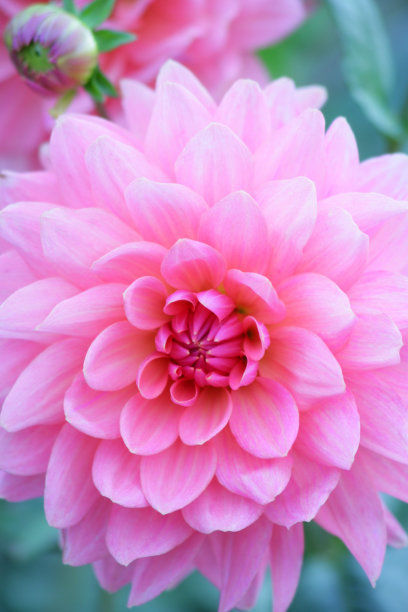 养护大丽花需技巧,注意几点,让你的大丽花轻松爆盆