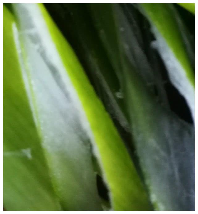 大豆这样做出来的咸豆子堪比豆豉还美味，而且做法简单