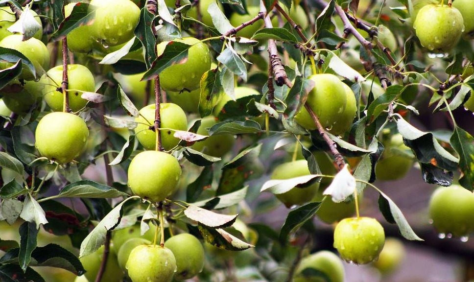 如何养护青苹果?简单六招,分分钟将其养护的枝繁叶茂还结果!
