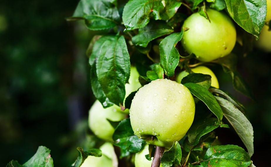 如何养护青苹果?简单六招,分分钟将其养护的枝繁叶茂还结果!