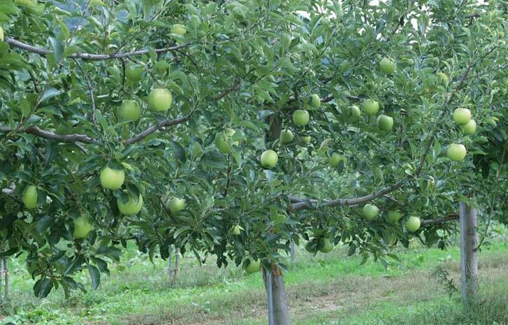 如何养护青苹果?简单六招,分分钟将其养护的枝繁叶茂还结果!