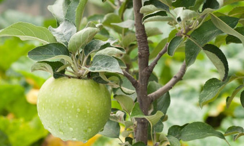 如何养护青苹果?简单六招,分分钟将其养护的枝繁叶茂还结果!