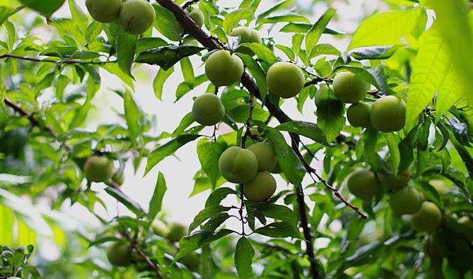 如何养护青苹果?简单六招,分分钟将其养护的枝繁叶茂还结果!