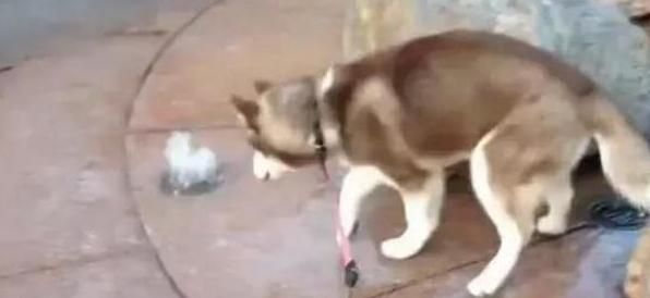 哈士奇跟喷泉杠上了，不仅想用嘴堵泉眼，还一屁股坐在喷泉口