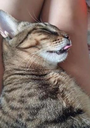 猫咪躺在主人美腿上睡觉，在梦中舔空气，难道猫咪是梦见吃罐头吗