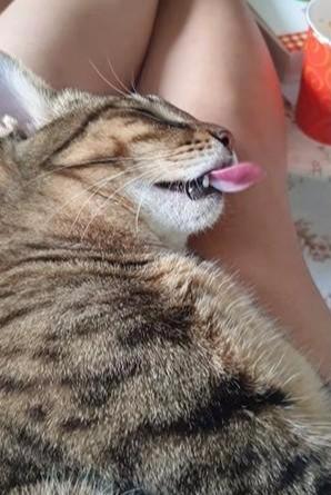 猫咪躺在主人美腿上睡觉，在梦中舔空气，难道猫咪是梦见吃罐头吗