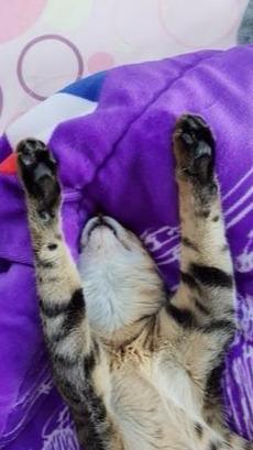 猫咪躺在主人美腿上睡觉，在梦中舔空气，难道猫咪是梦见吃罐头吗