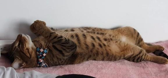 猫咪躺在主人美腿上睡觉，在梦中舔空气，难道猫咪是梦见吃罐头吗