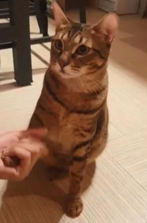 猫咪躺在主人美腿上睡觉，在梦中舔空气，难道猫咪是梦见吃罐头吗