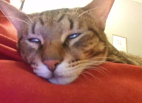 猫咪躺在主人美腿上睡觉，在梦中舔空气，难道猫咪是梦见吃罐头吗