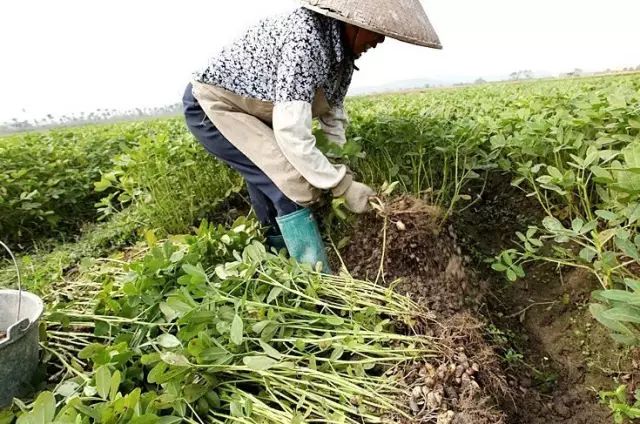 单车轮摘花生！这位余江农民太聪明了！去看看究竟