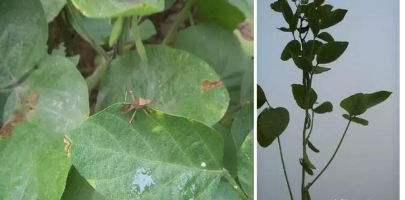 农民千亩大豆出现症青，豆荚空瘪减产80%，教你3招，粒粒饱产量高