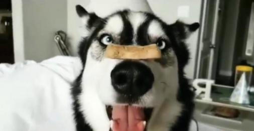 为了吃上一块饼干,哈士奇都馋成了斗鸡眼,变成活生生的表情包