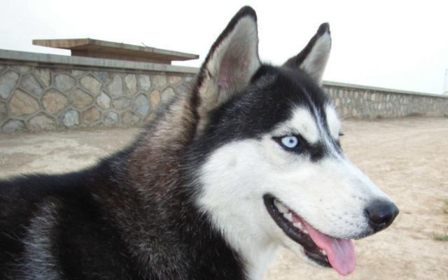 为了吃上一块饼干,哈士奇都馋成了斗鸡眼,变成活生生的表情包