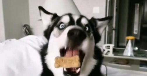 为了吃上一块饼干,哈士奇都馋成了斗鸡眼,变成活生生的表情包