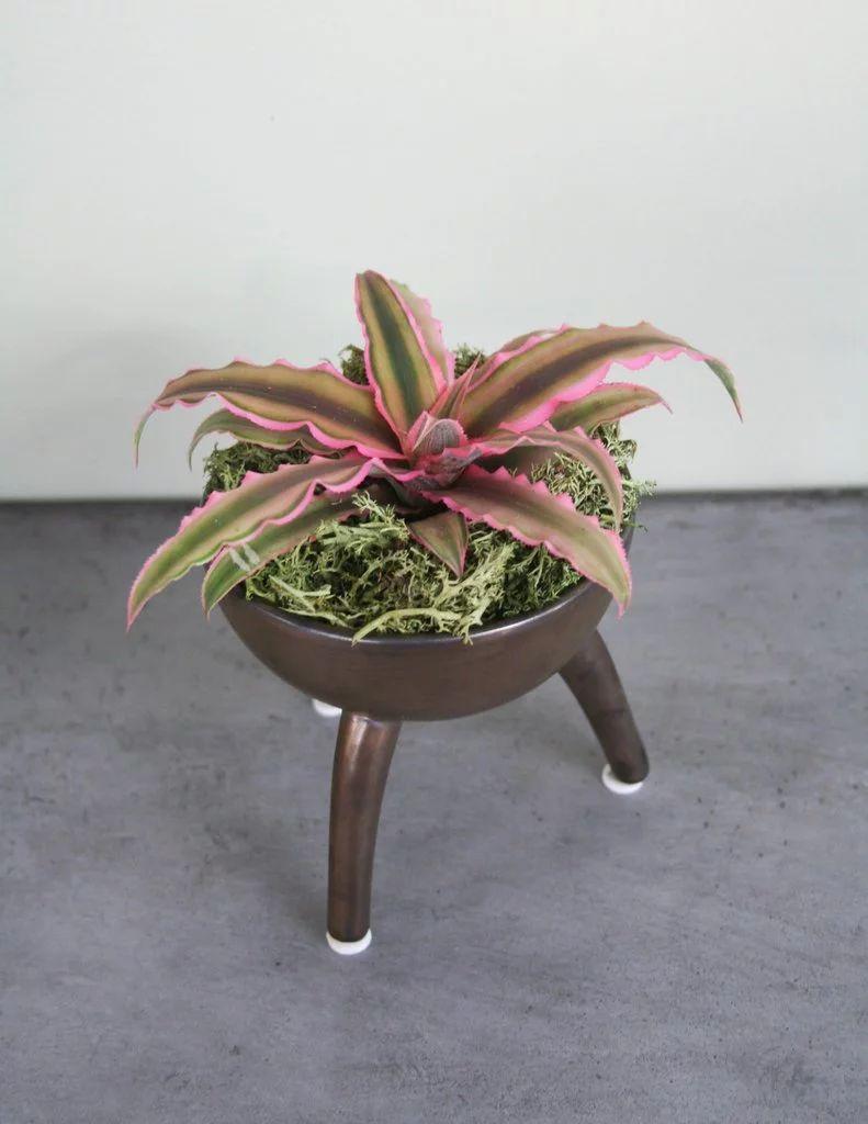 客厅的盆栽植物养护注意8个技巧，很少还会有人将它们养死