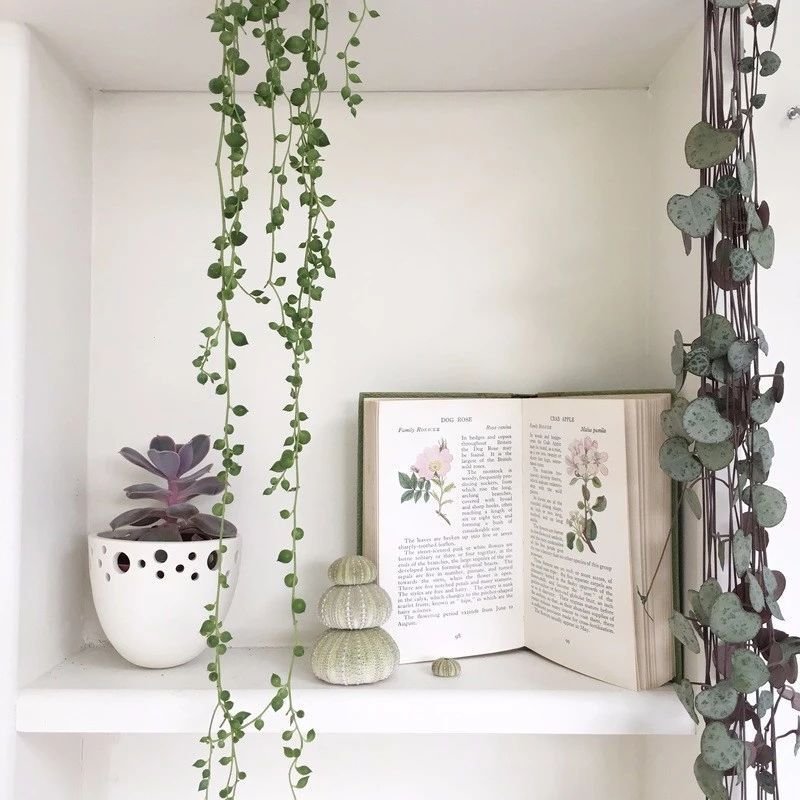 客厅的盆栽植物养护注意8个技巧，很少还会有人将它们养死