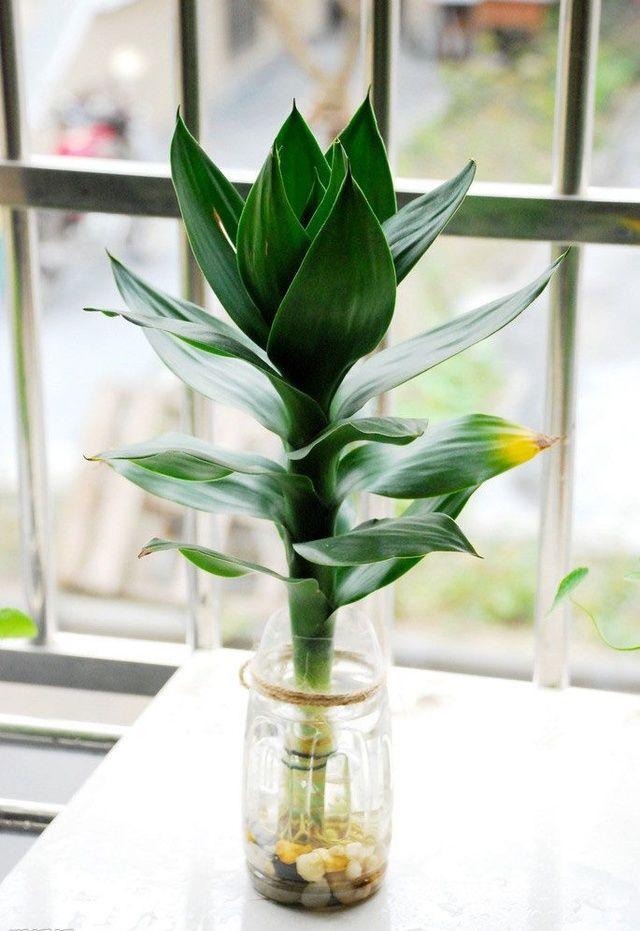 富贵竹你都不会养，还能养啥？最正确的养护大全，送给你！