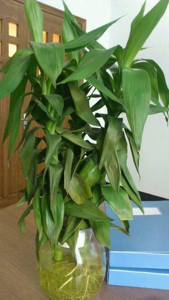 富贵竹你都不会养，还能养啥？最正确的养护大全，送给你！