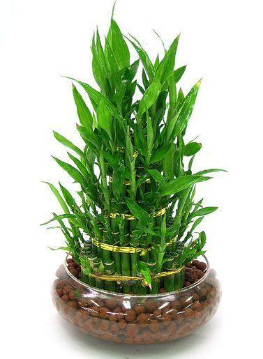 富贵竹你都不会养，还能养啥？最正确的养护大全，送给你！