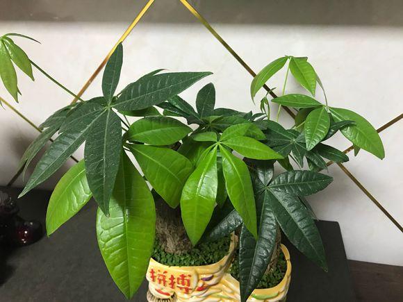 原来发财树要这样养护