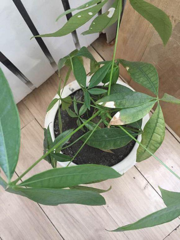 原来发财树要这样养护