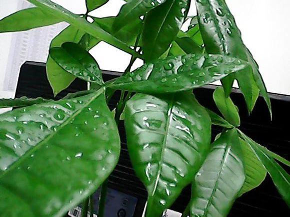 原来发财树要这样养护