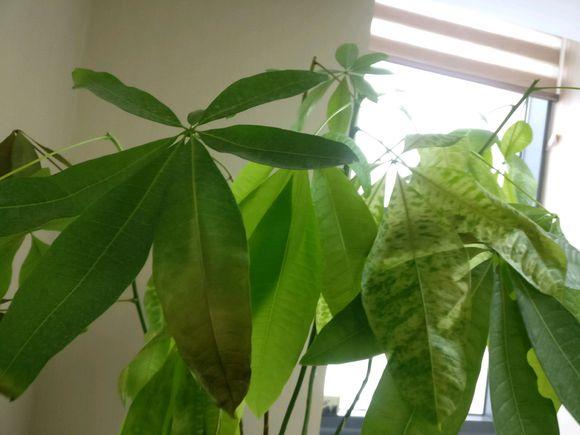 原来发财树要这样养护