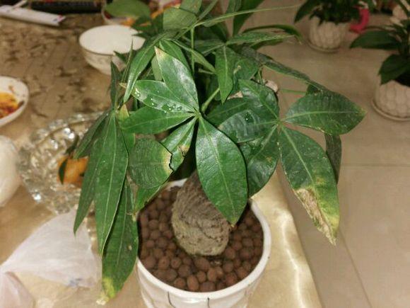 原来发财树要这样养护