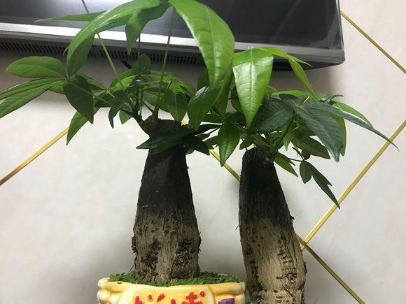 原来发财树要这样养护