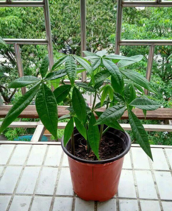 原来发财树要这样养护