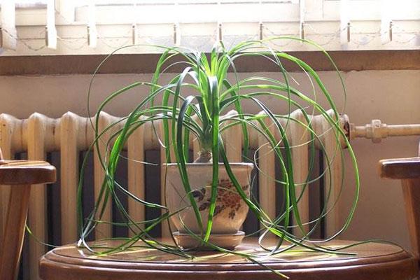 对环境要求并不苛刻的酒瓶兰，日常的养护极为容易，四季绿油油！