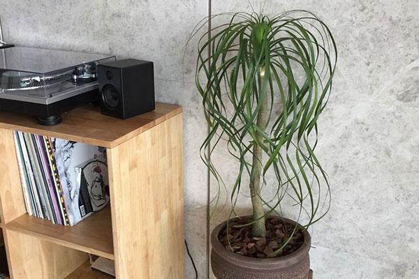 对环境要求并不苛刻的酒瓶兰，日常的养护极为容易，四季绿油油！